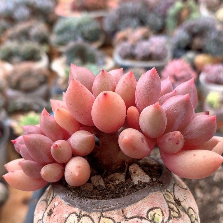 车厘子多肉   018