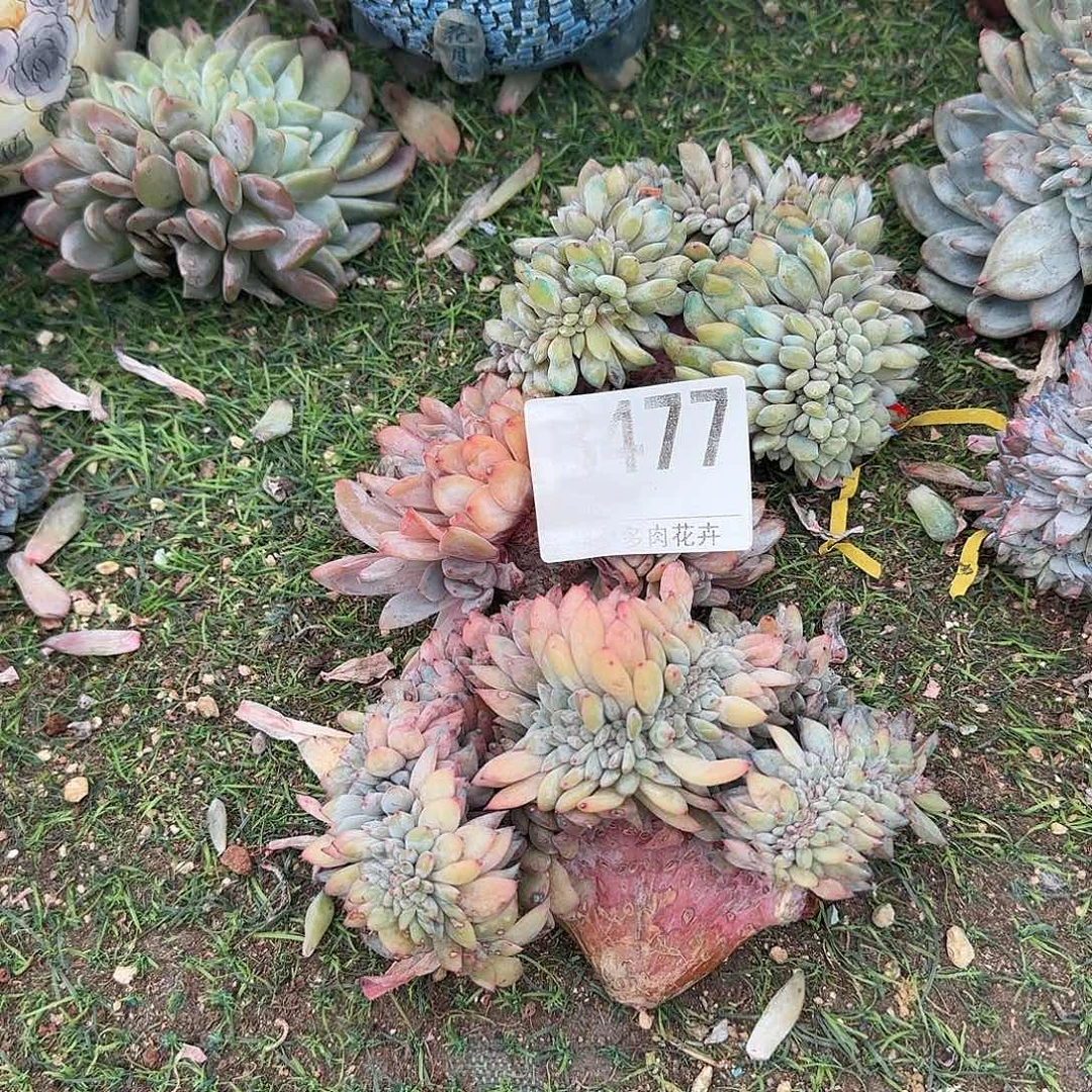 星影缀化有瑕疵呀