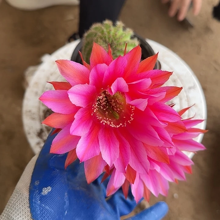 仙人球带根彩草100