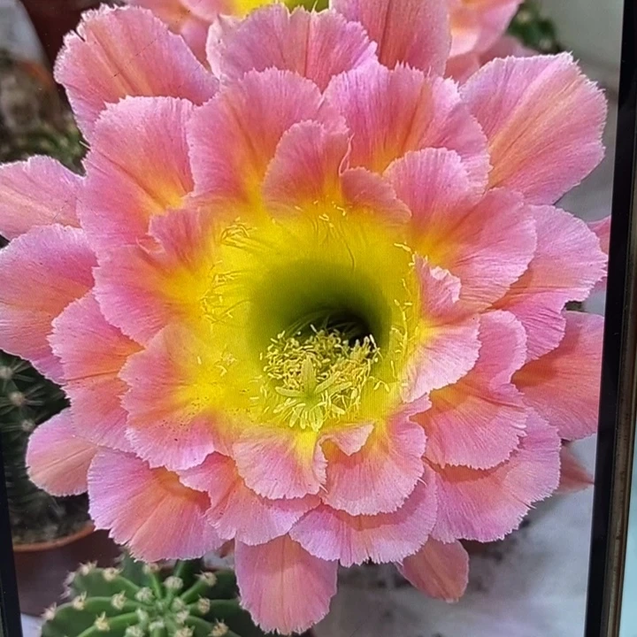 彩草星火7公分左右