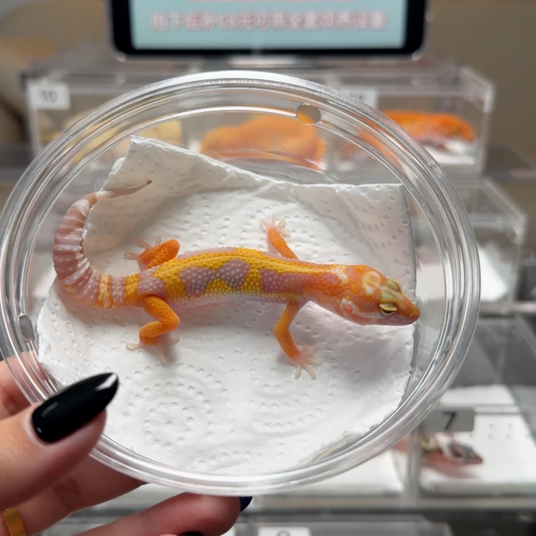 豹纹守宫暴龙蜡笔公温