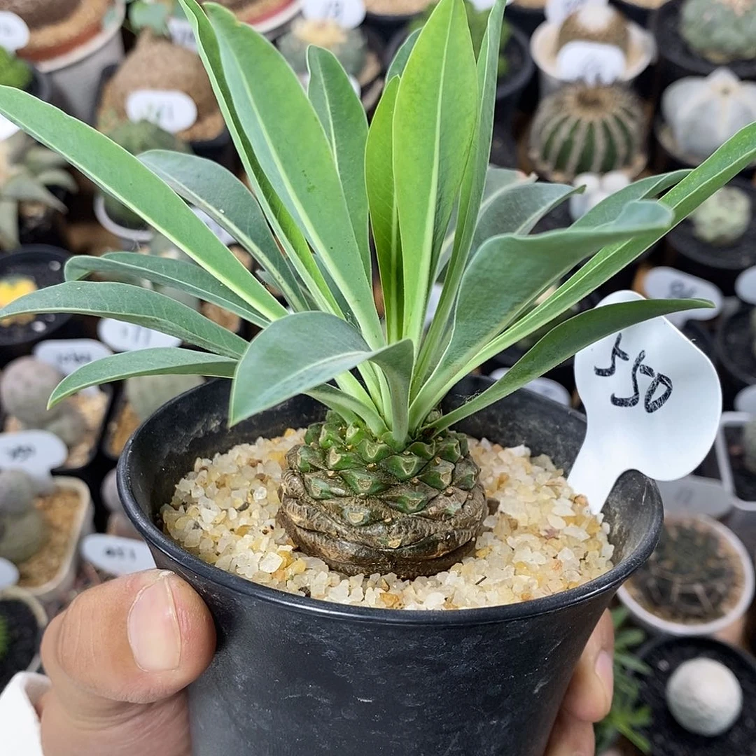 雾*专拍550号铁甲丸