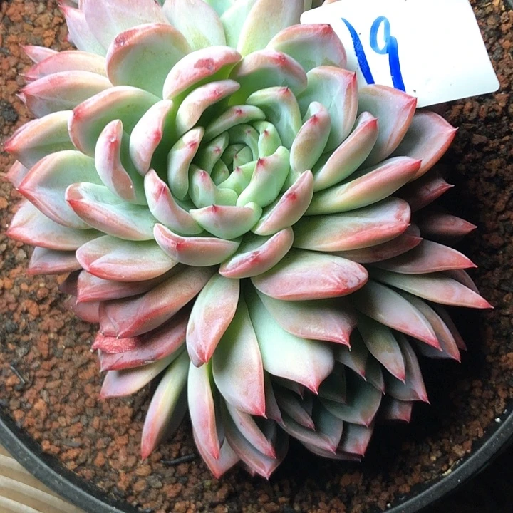 L**.19/////////////////