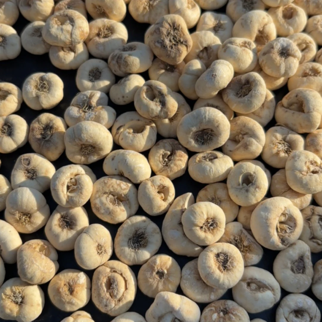 【小叶严选】高海拔藏贝母-泡水益身茶 雪山韵