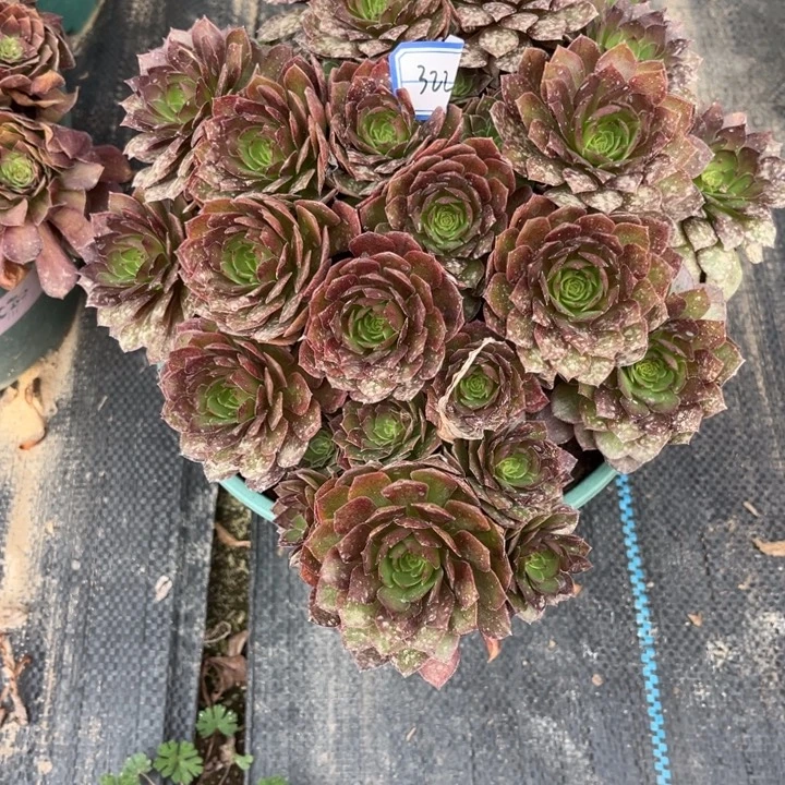322红魔多肉植物法师