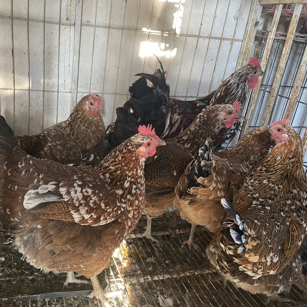 云南高山农村土鸡