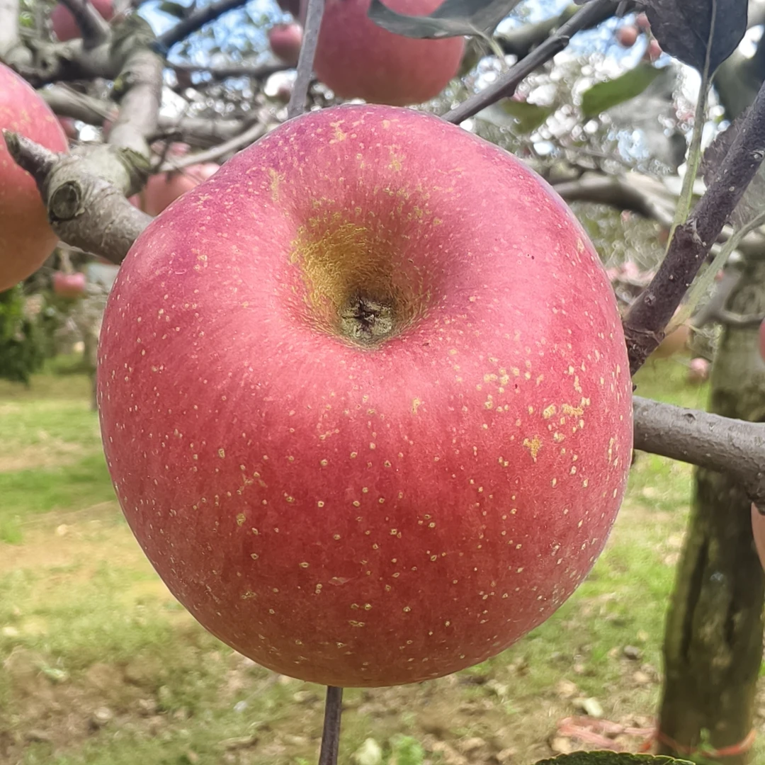 云南马龙歪苹果，新鲜采摘脆甜多汁冰糖心红富士水果