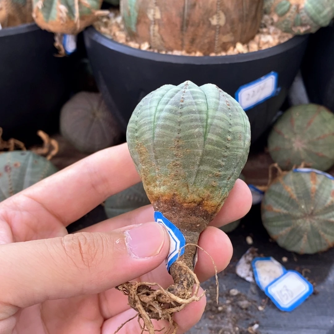 48 欧系实生布纹球多肉植物
