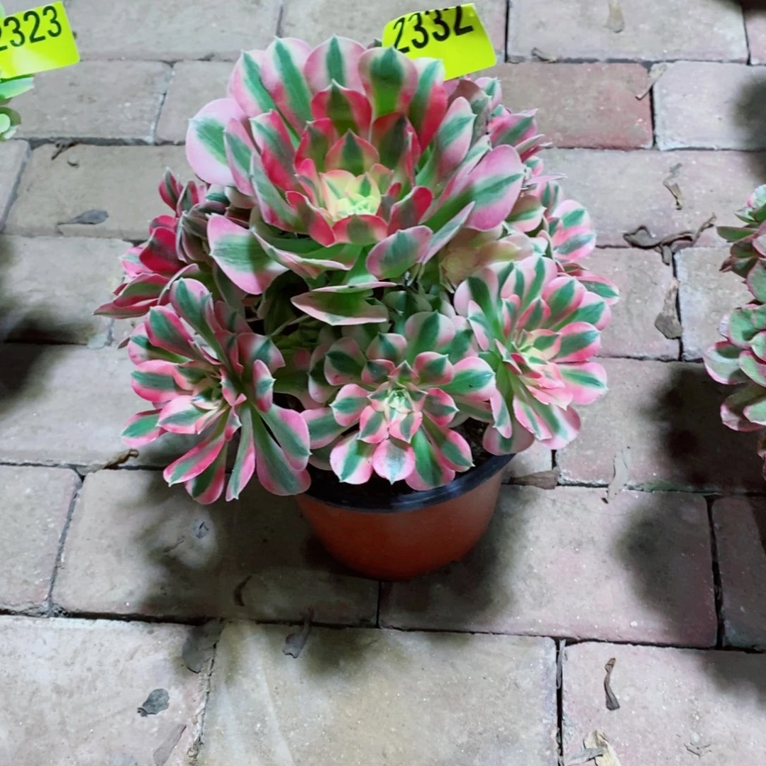 粉女巫多肉植物2332