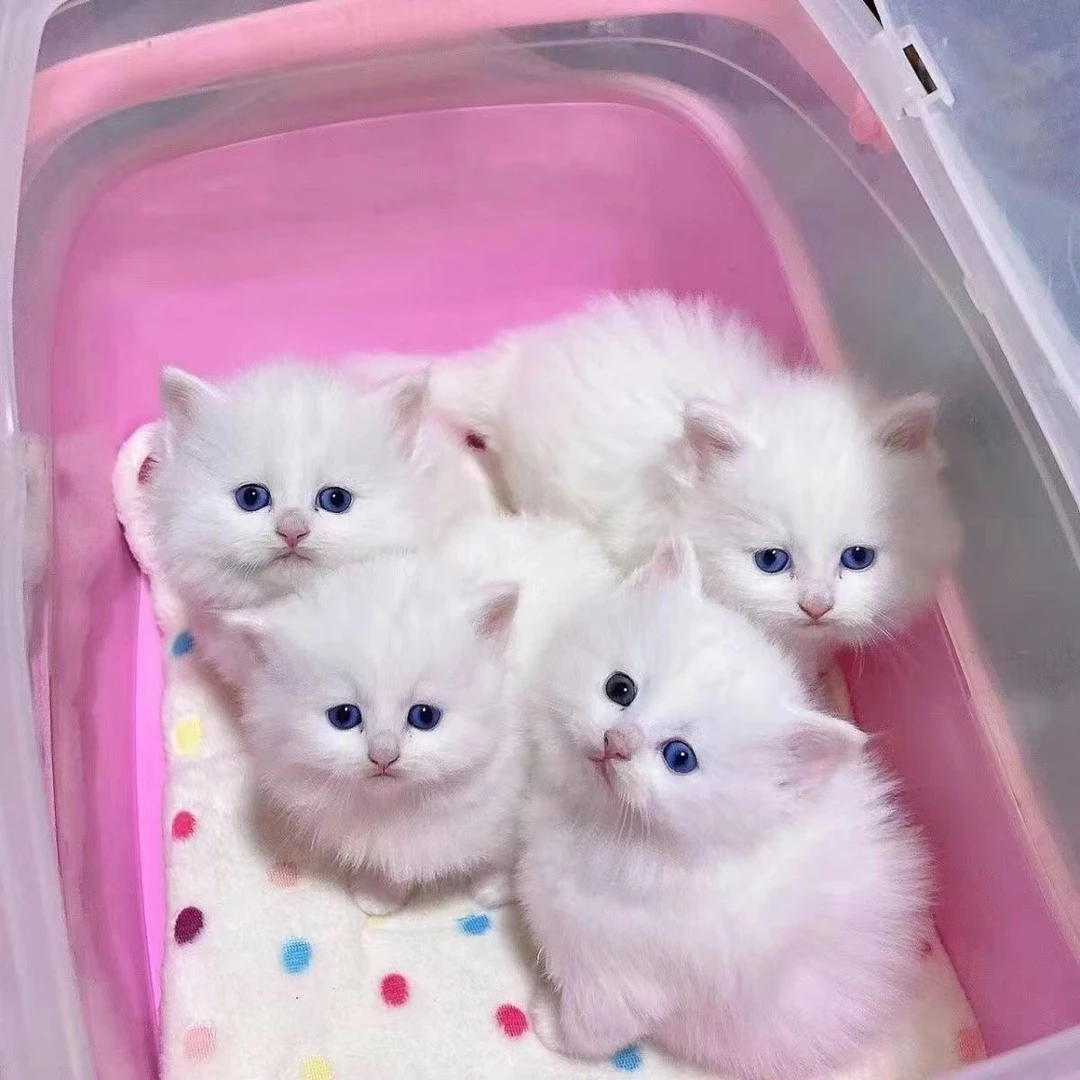 宠物猫活体幼猫一物一拍