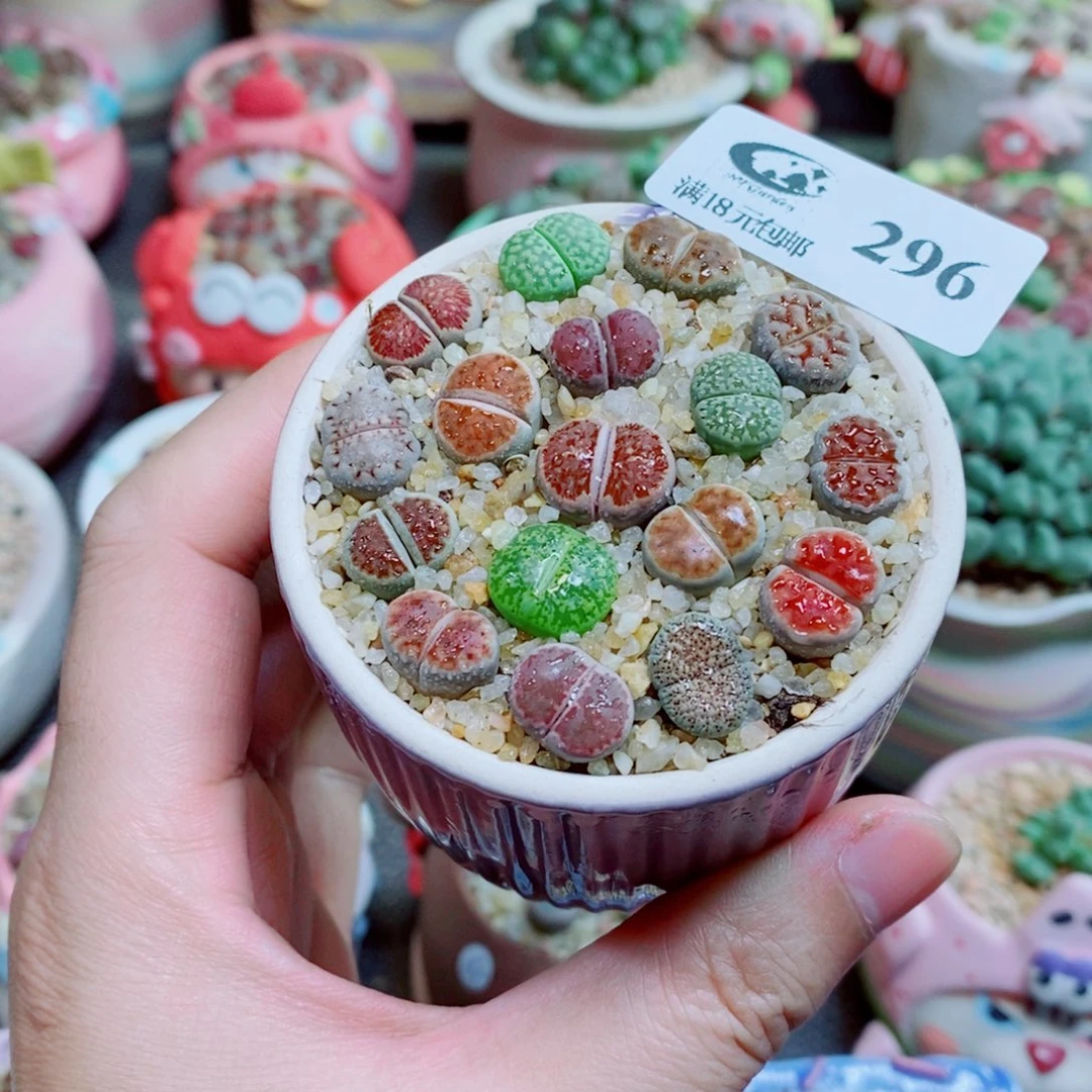 生石花花花花花花花296