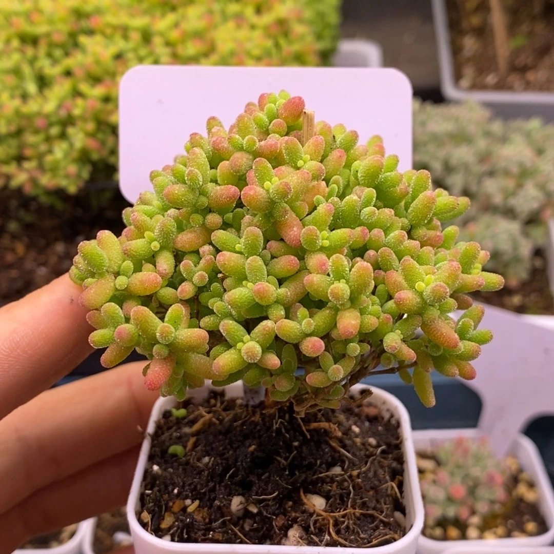 20蜜橘糖球 0 0。