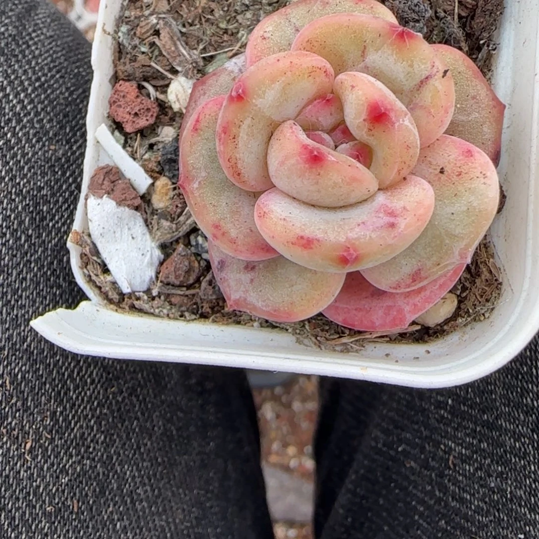 多肉小卡拉米糖心一物一拍