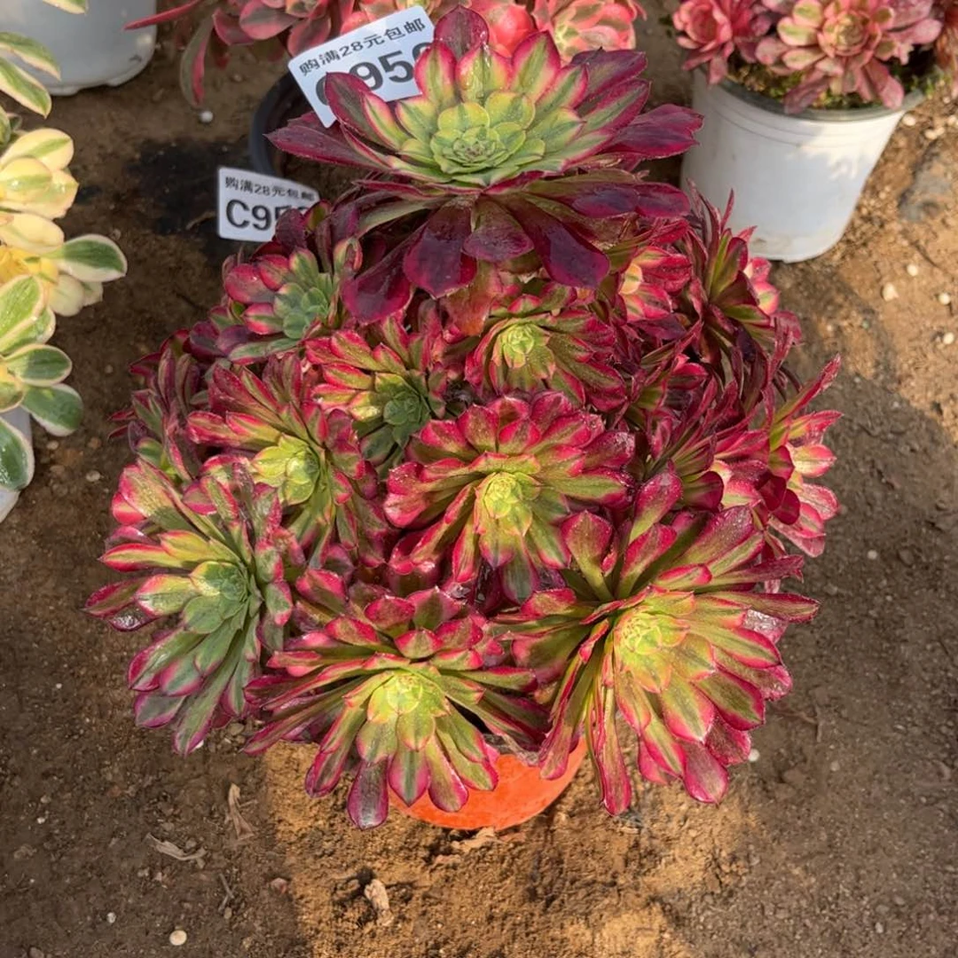 956多肉植物祝融