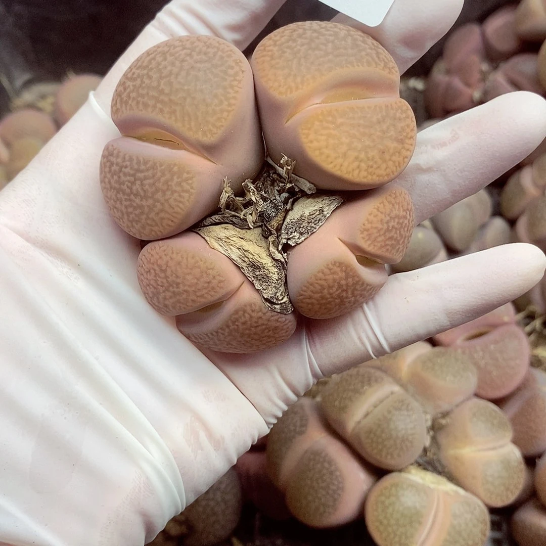 我会把他给她最珍贵也珍贵213