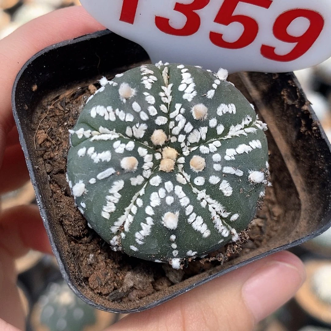 1359五愣复愣美纹系列
