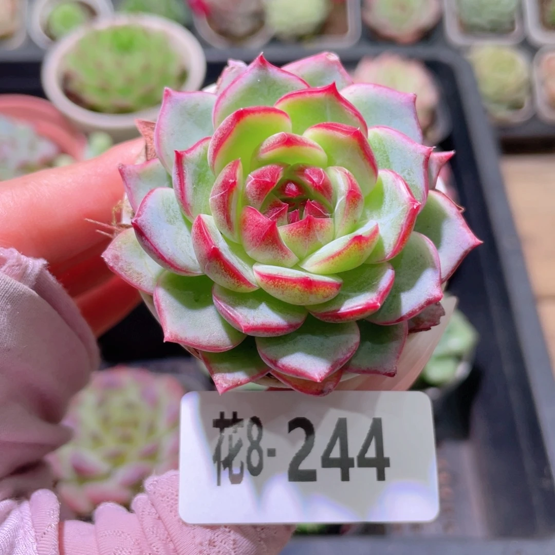 花利美8-244新品单头