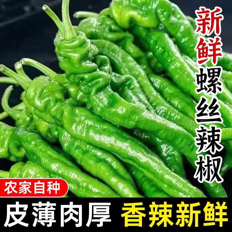 【新鲜现摘】螺丝椒香辣薄皮农家自种青尖椒青椒蔬菜新鲜微辣薄皮