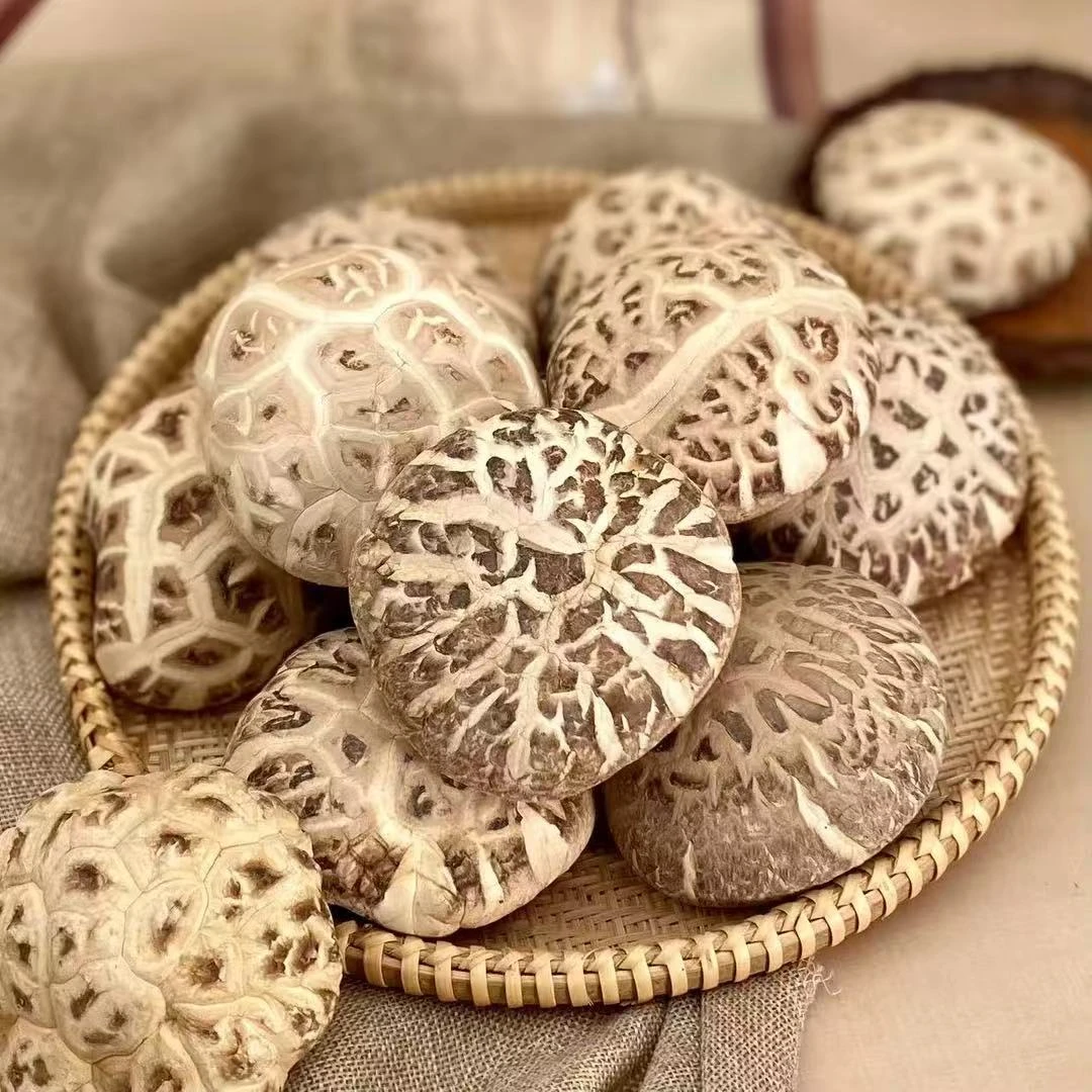 【干货】精选大白花菇