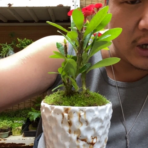 红陶一物一拍所见即所得132