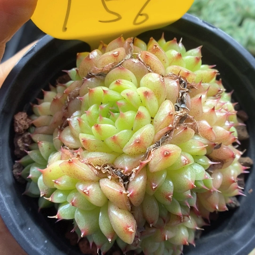 小胖子麦杆可拍756号。