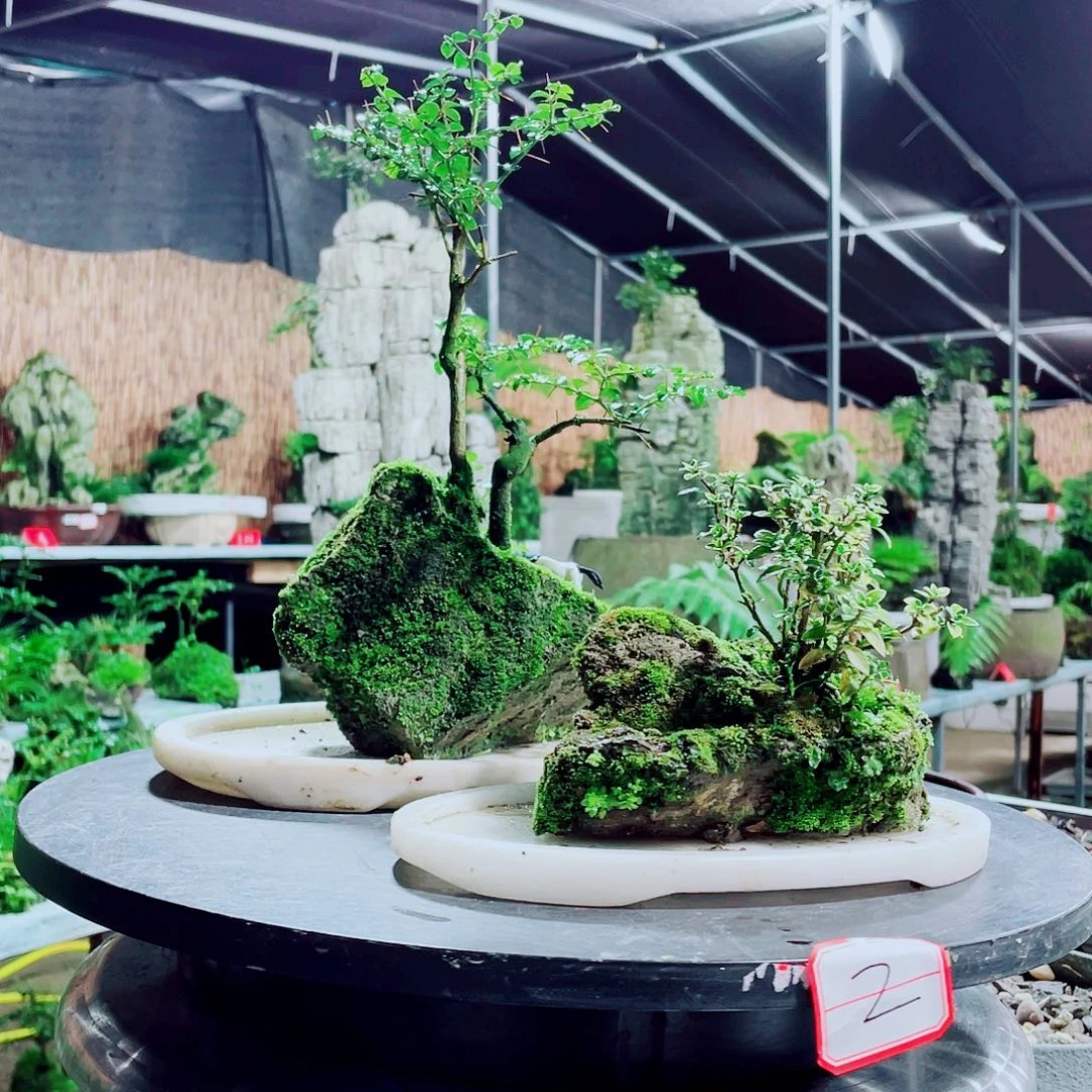 ▞***▙无花朵你不说不想啊就说啊