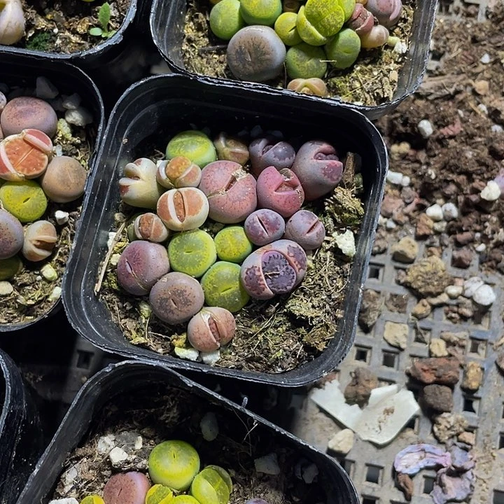 6.5方生石花带盆土