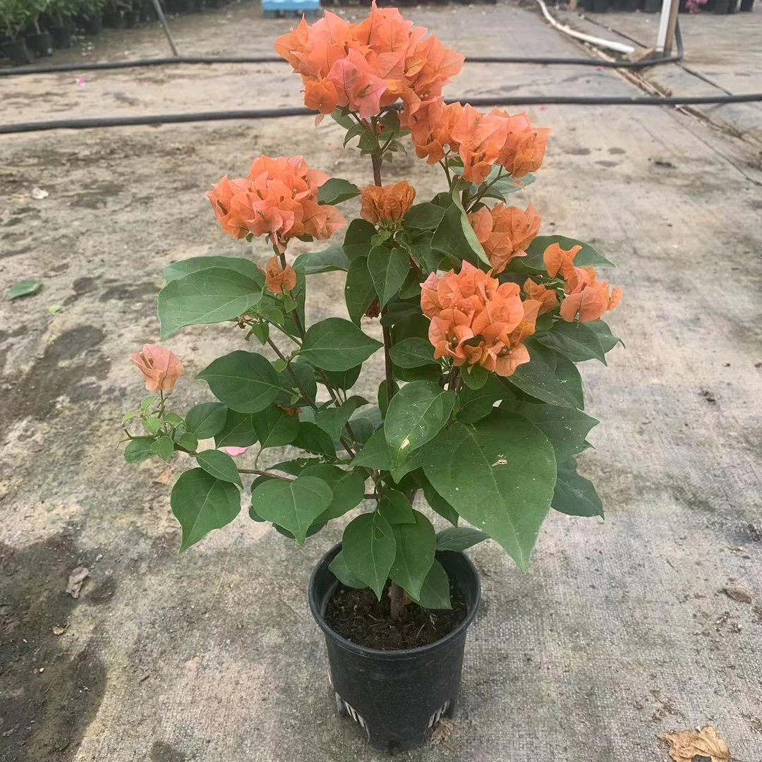 绿叶橙-橙色系三角梅四季勤花原盆基地直发阳台庭院好养带花发货