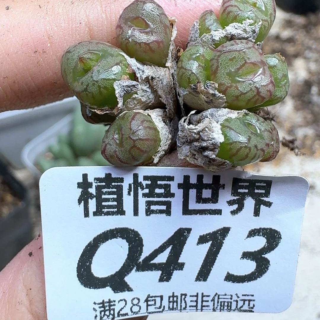 多肉植物的润泽法g