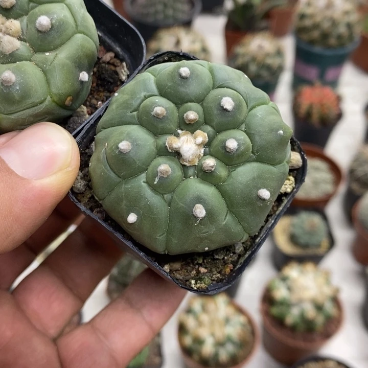 罖***亽实生龟甲兜特价福利