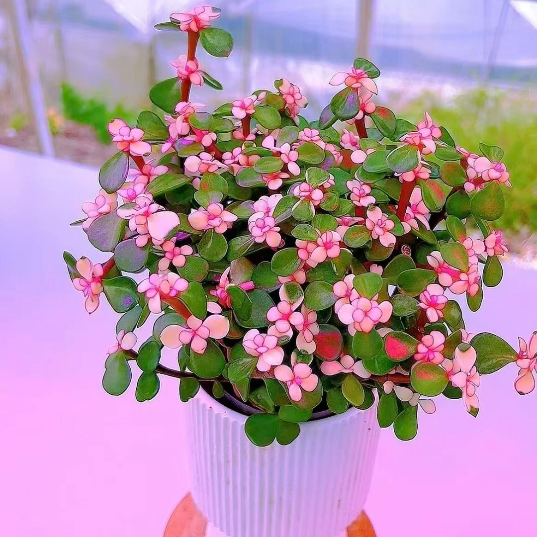 金枝玉叶多肉植物室内盆栽好养好看花卉可净化空气防辐射带盆发