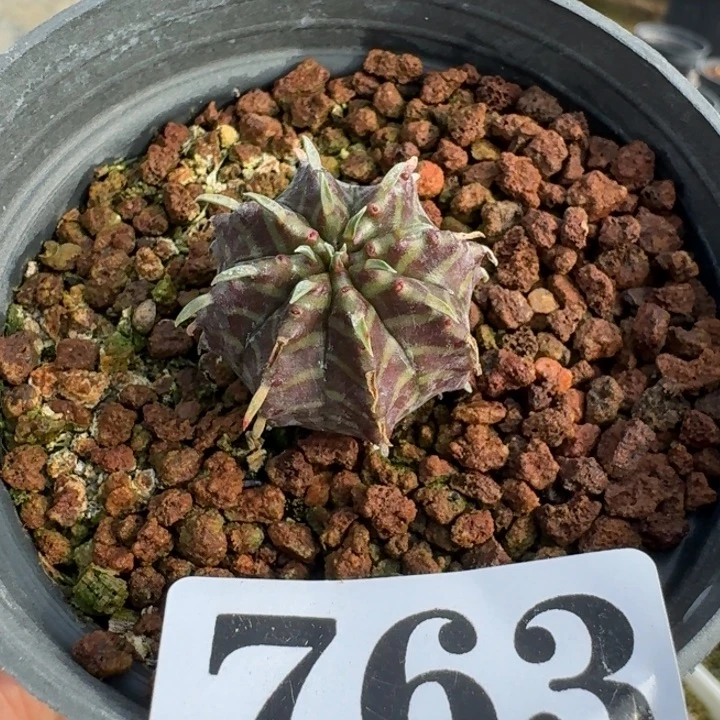 法丽达一物一拍多肉植物