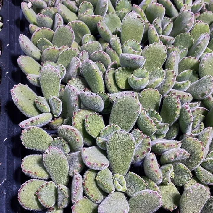 小绿熊1元带土发货