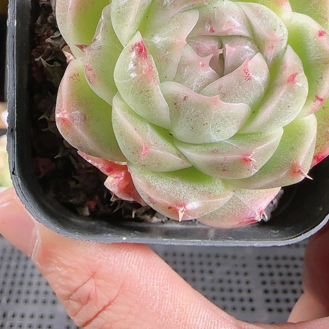 1125-67群生不包整