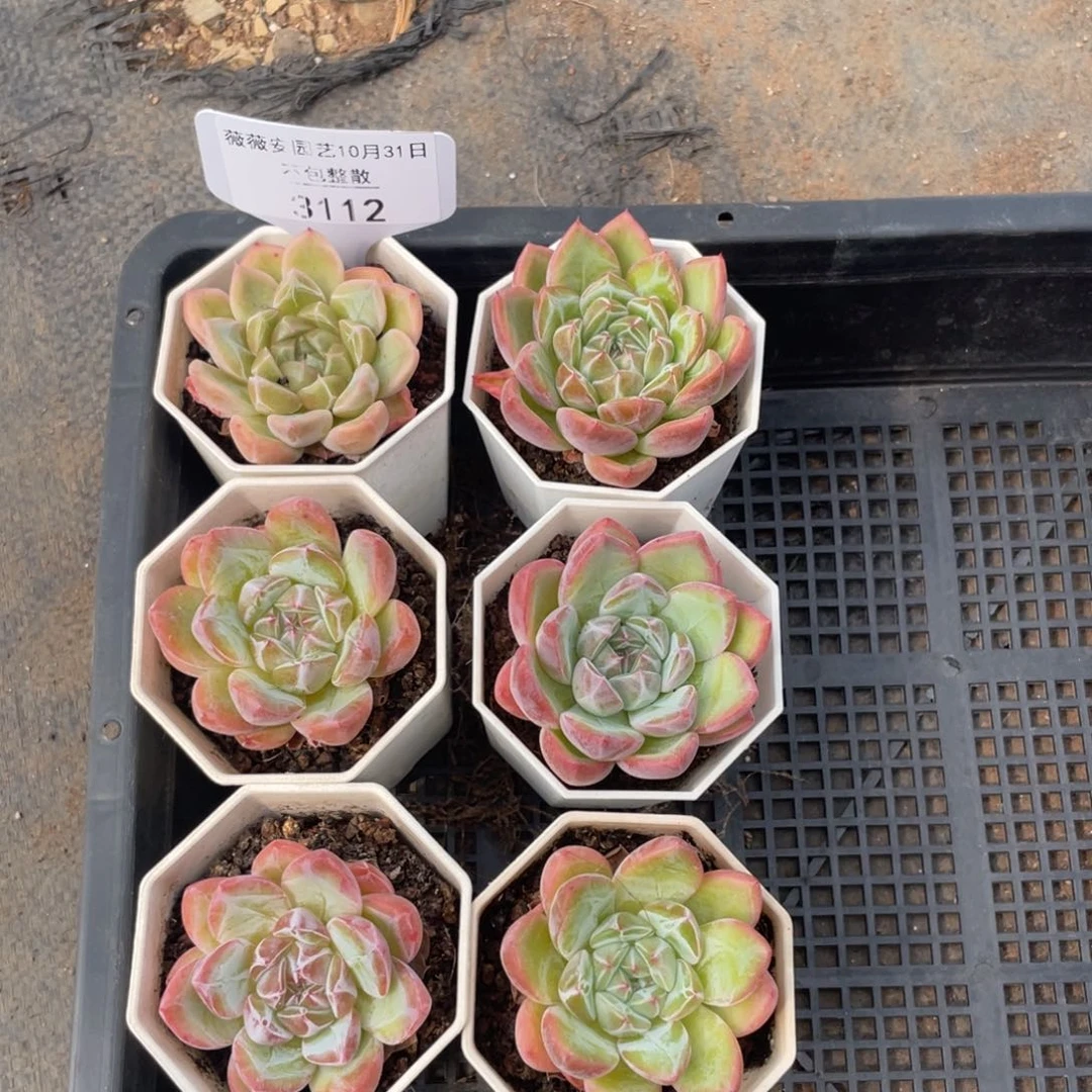 不包整散 盆子不售后3112