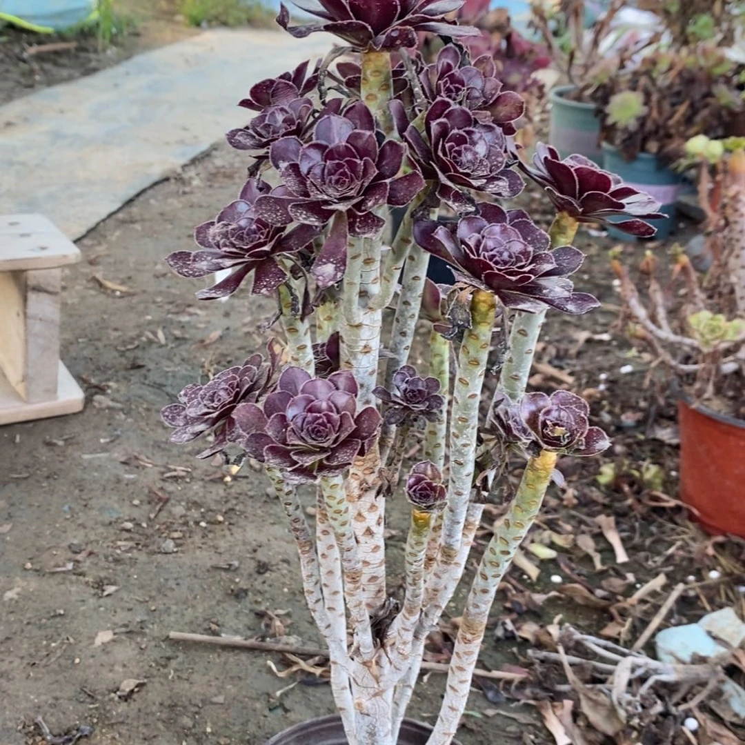 黑法7多肉植物法师法师法师