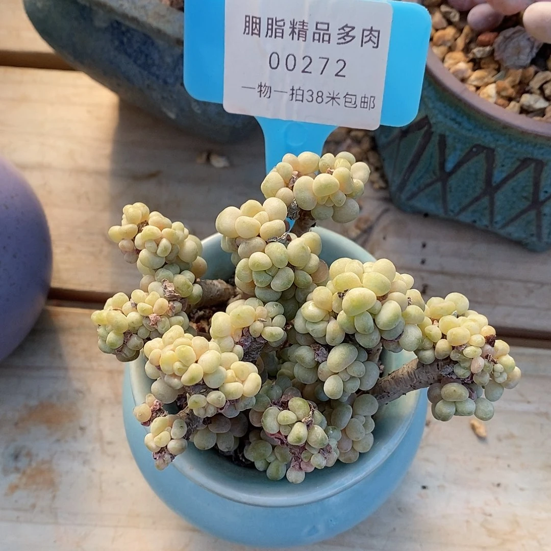 272咯老师咯哦哦哦哦哦哦哦