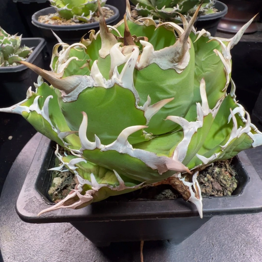 午*?大甲盖白鲸6666