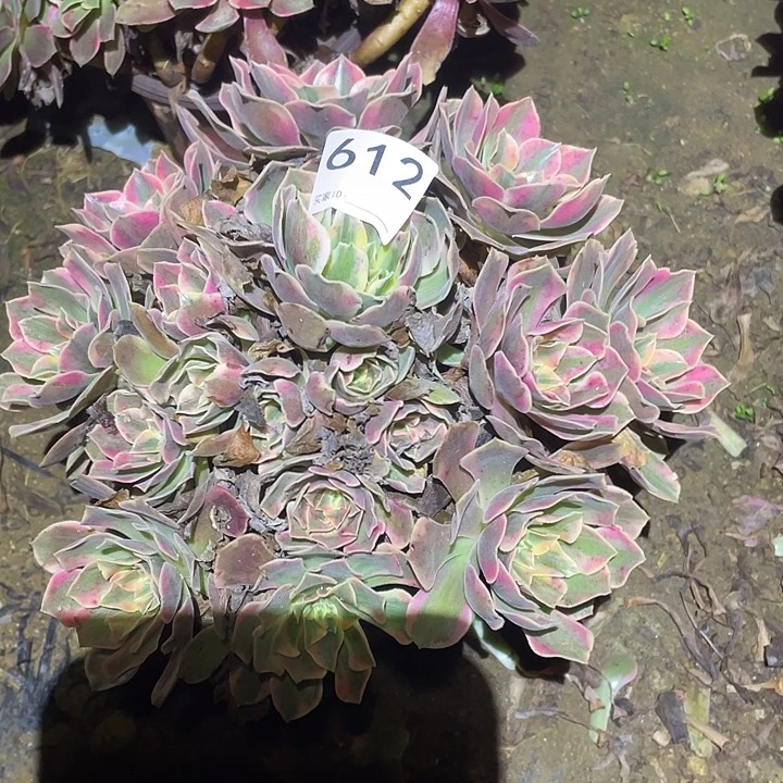 多肉植物断枝不包612女妖