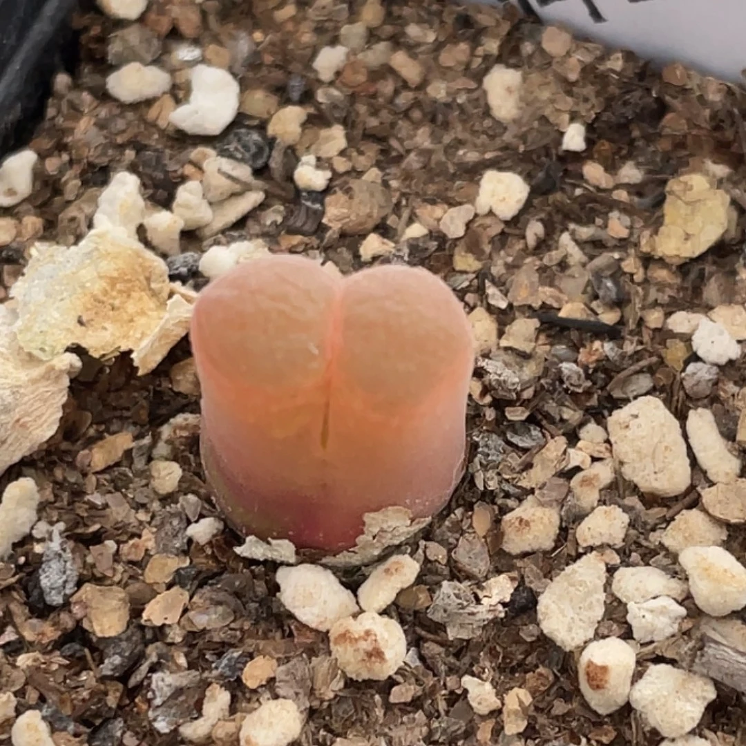 12-67风铃多肉植物