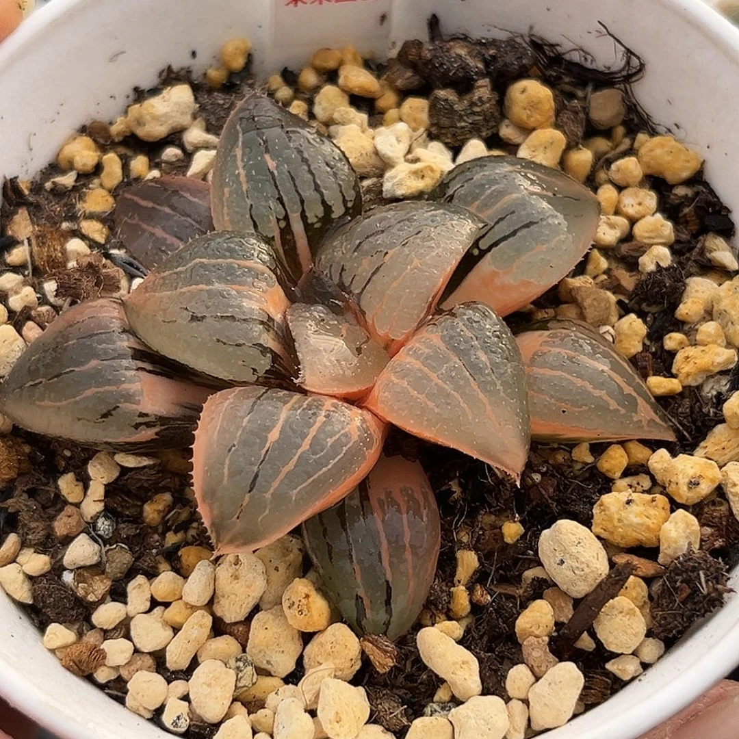 632亲之姬寿锦一物一图