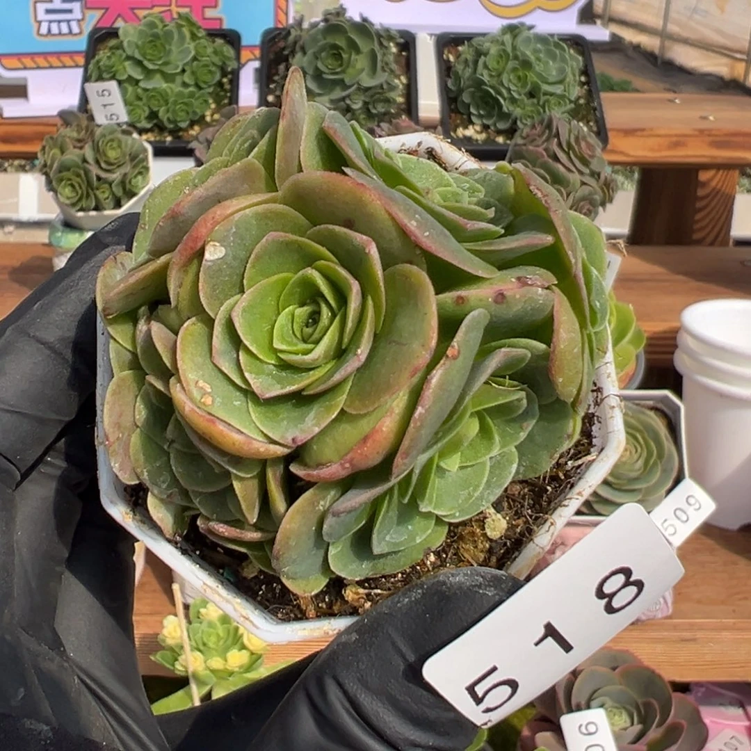 指***彩518厚叶泽兰6厘米