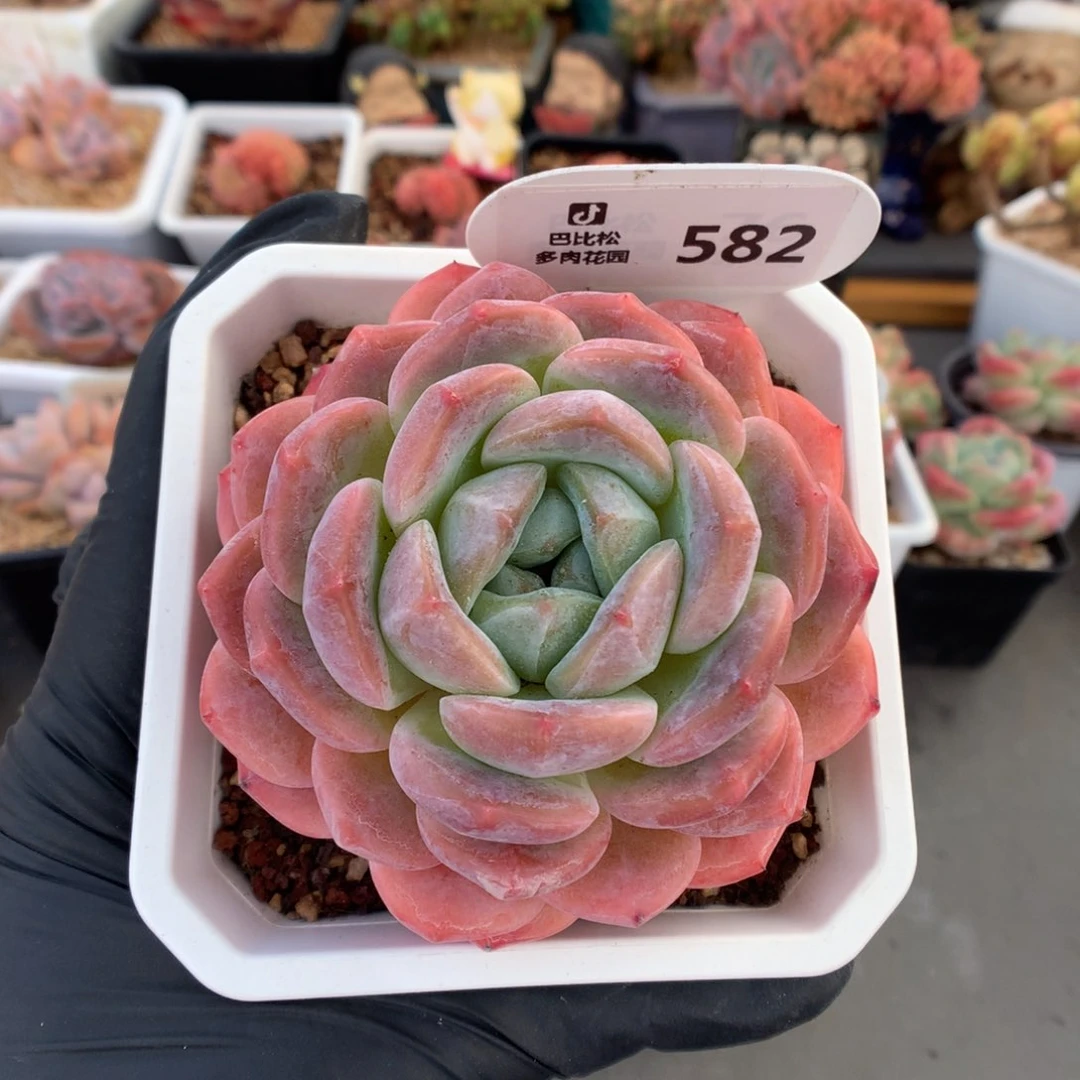 582 糖心b06多肉