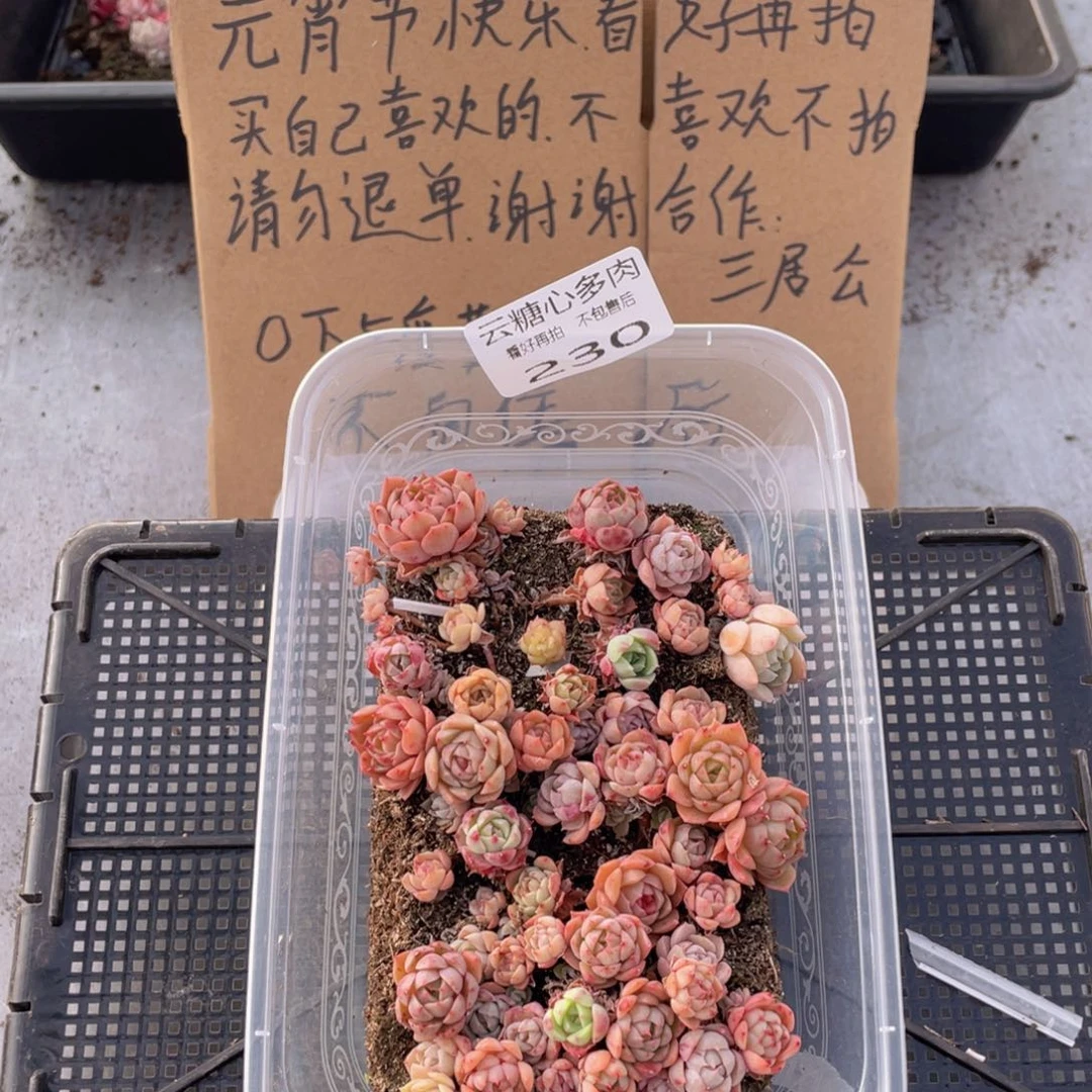 云糖心多肉植物230