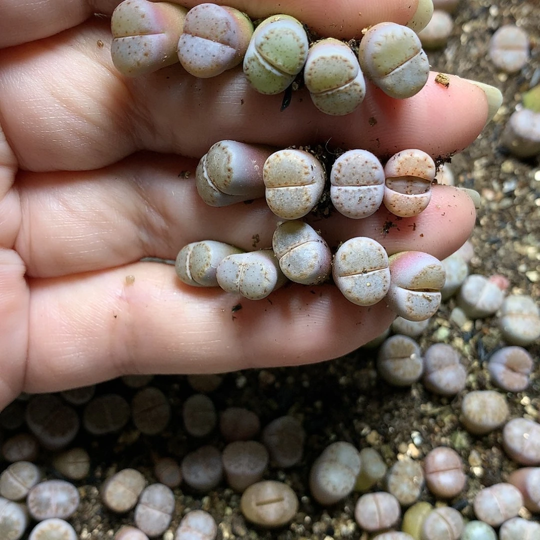 韩*莲D40多肉植物保护研究所