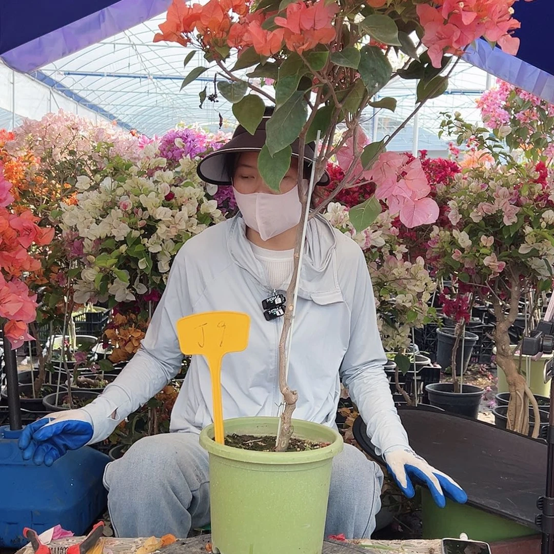 l***姐大部分花苞少量开放J9波妹