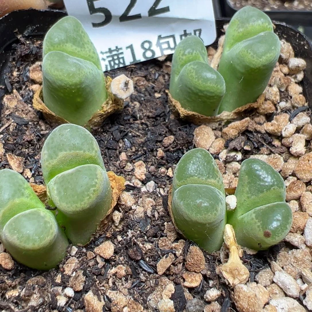 【闪购商品】 522。