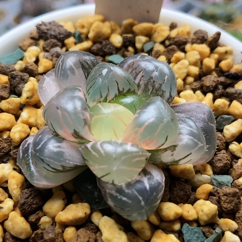 【闪购商品】潘灯锦5