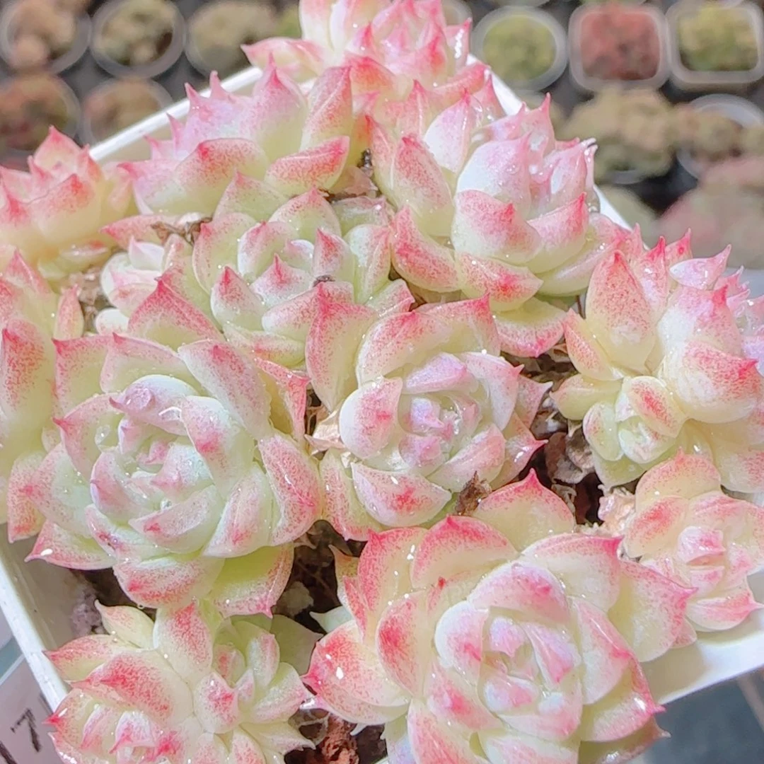 花语逸镜1117-406散