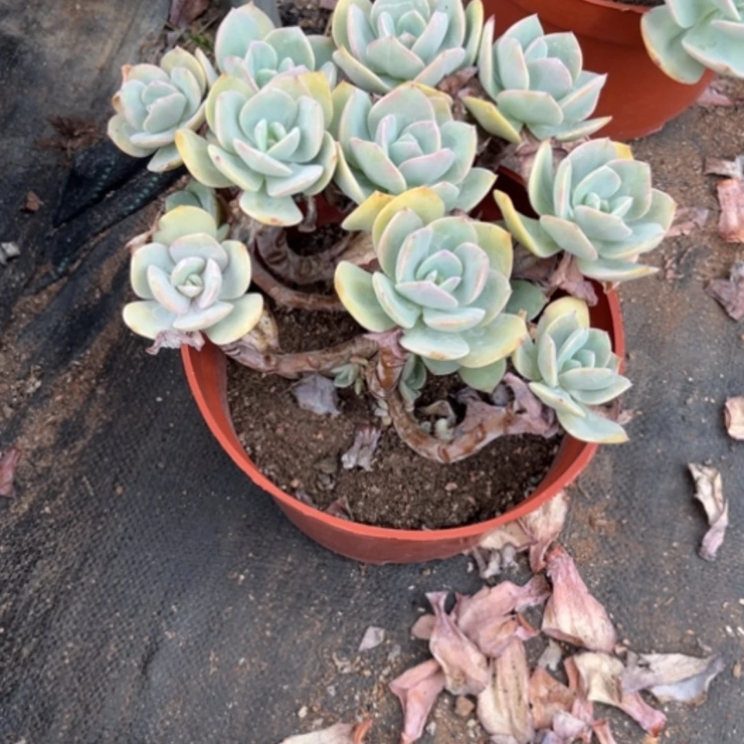 【闪购商品】?***°白色凤